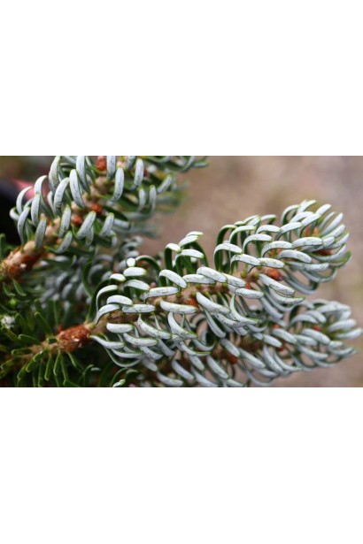 Когоутс Айсбрейкер декоративні форми ялиці корейської